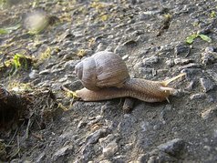 Hlemýžď zahradní (Helix pomatia L.) (1) (zobrazeno 72x)